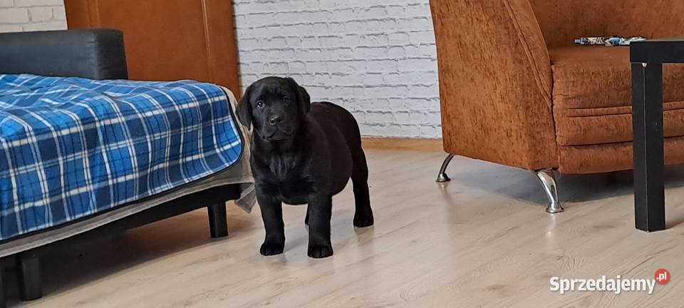 Labrador retriever czarny