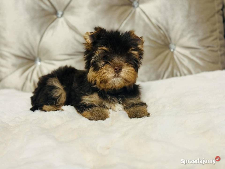 York Czekladowy piesek piękny bez wad Namysłów sprzedam