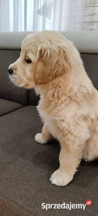 Szczeniaczki Golden Retriever małopolskie Kuchary