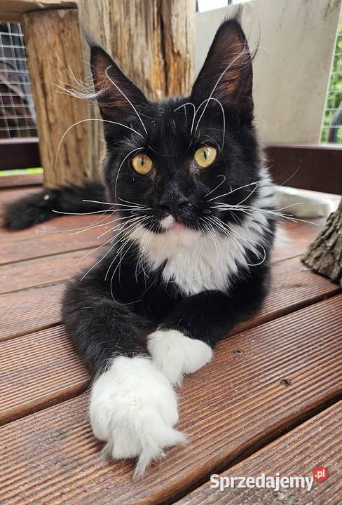 Czarno biały kocurek Maine Coon FPL Koty