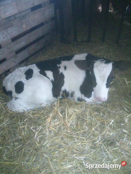 Sprzedam byczki Bydło Wierzbowo