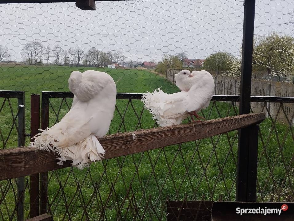 PAWIKI INDYJSKIE pulsujące para dolnośląskie Głogów