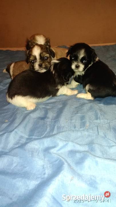 Shihtzu 2 chłopcow 2 dziewczynki Unisław