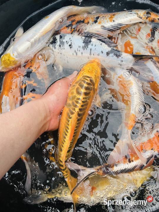 Karpie Koi Ryby sprzedam