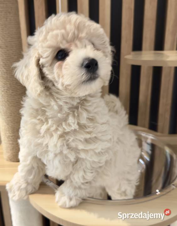 Piesek Bichpoo mazowieckie sprzedam