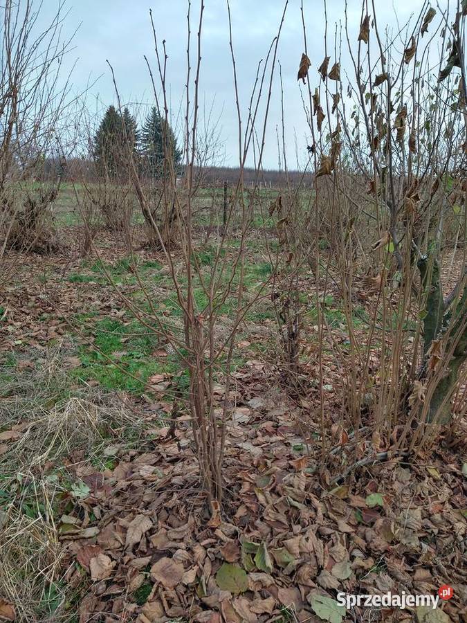 Sadzonki Orzecha Laskowego Stare Boiska sprzedam
