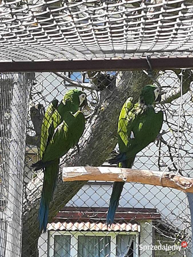 Ary severa para lęgowa Skała