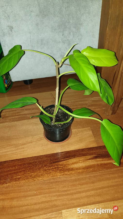 Filodendron philodendron lemon lime Warszawa