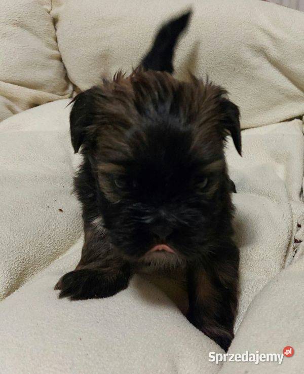 Lhasa apso szczenięta ZKwP Gryźliny
