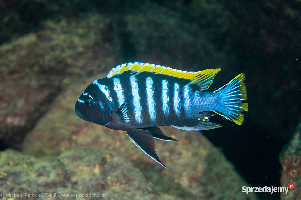 Pyszczaki Cynotilapia Zebroides Red Top Likoma Olsztyn