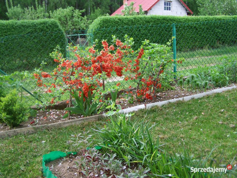 Ogródek działkowy działka rekreacyjna ROD Wiarus Wilkanowo