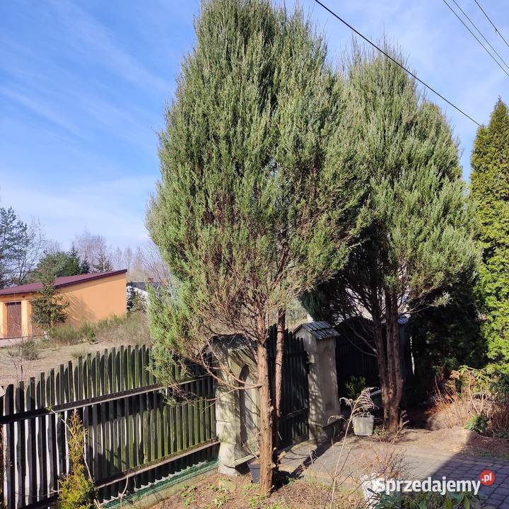 Thuja Scarocet Iglaste mazowieckie Odrzywół