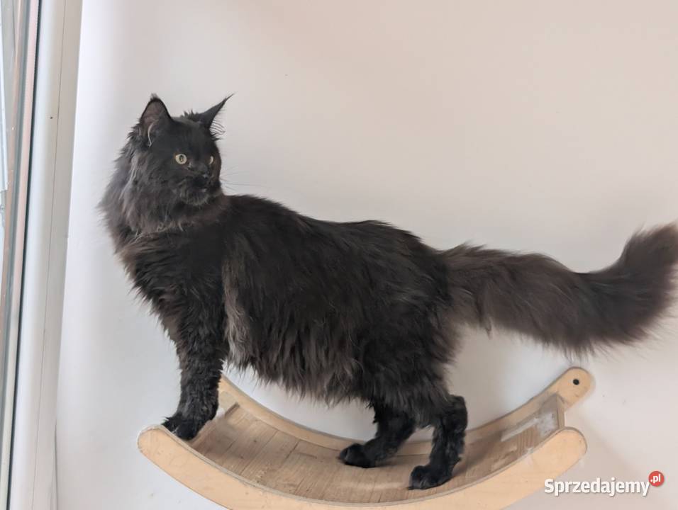Flavio kocurek Maine Coon Adopcja płatna Pszczyna