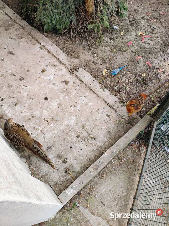 Jaja lęgowe bażant złoty Jaja łódzkie Zduńska Wola