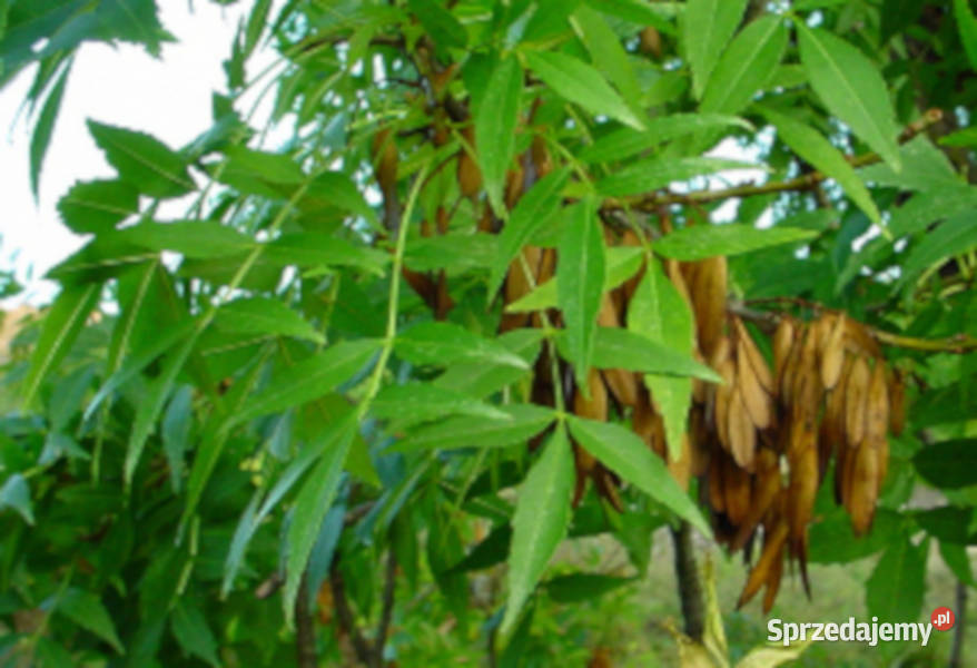 JESION MANNOWY Fraxinus angustifolia NASIONA 400 Lubanie