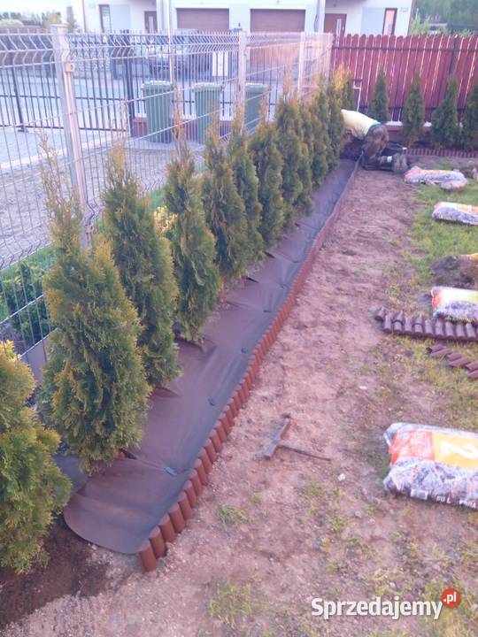 Tuja szmaragd tuje thuja smaragd szmaragdowa