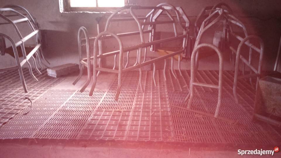 Porodowka macior prosnych Swoboda