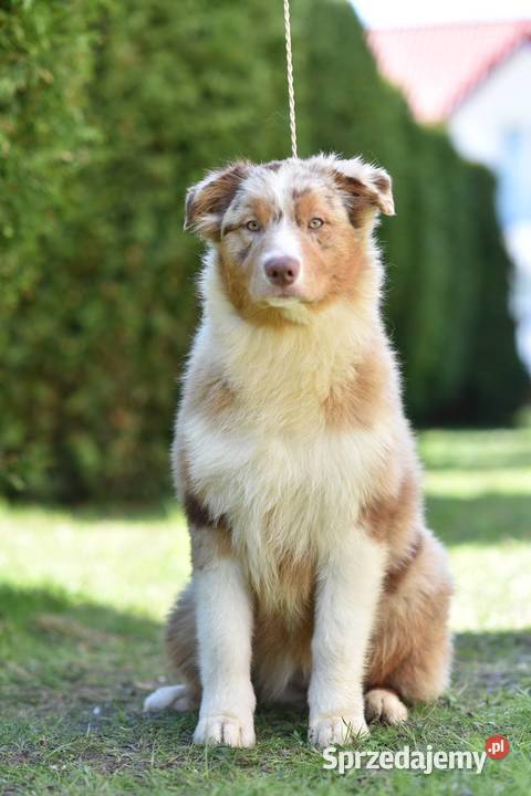 Owczarki australijskie FCI kilka szczeniąt z Warszawa