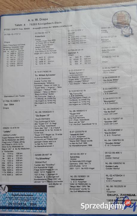 Samiec z rozpłodu drapa sprzedam