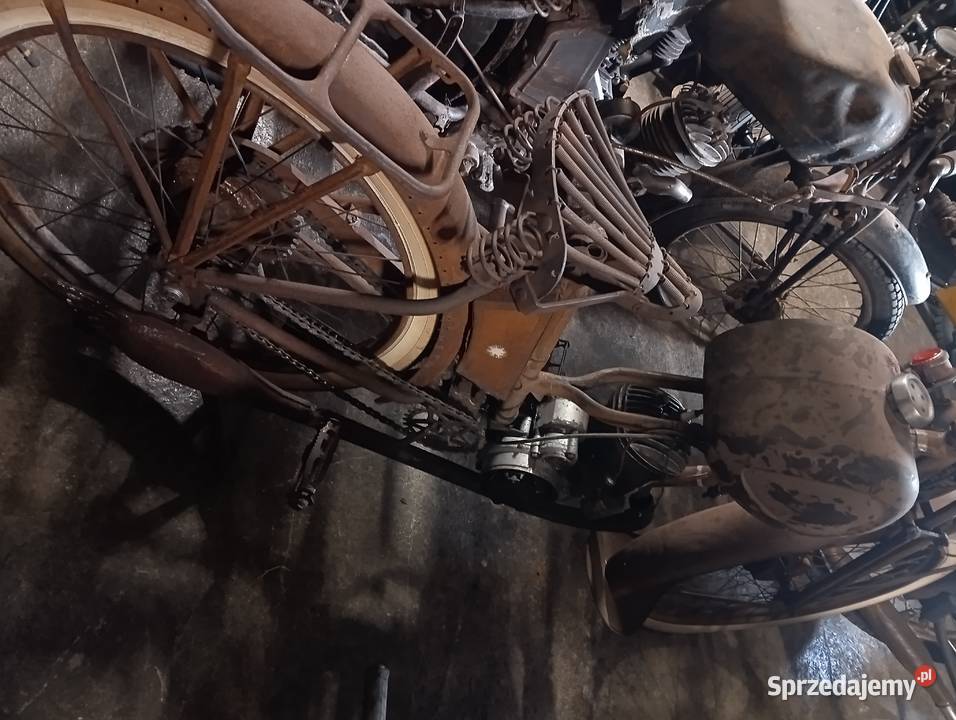 Damski terrot 100 kujawsko-pomorskie Gostycyn