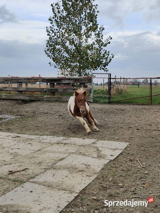 Kuc szetlandzki Rokiciny