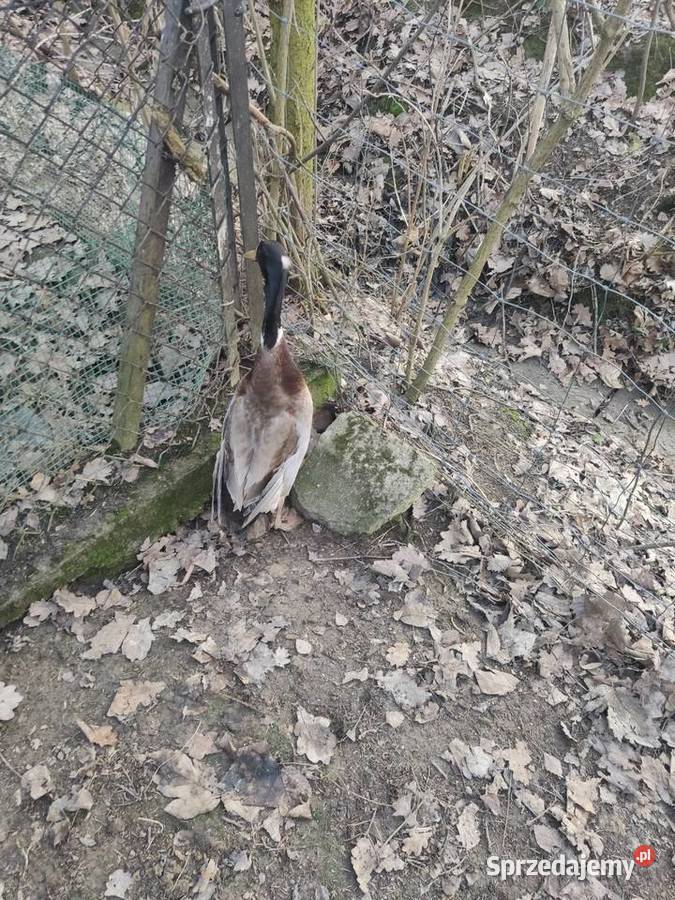 Para kaczek biegus indyjski z czubkiem Dobczyce