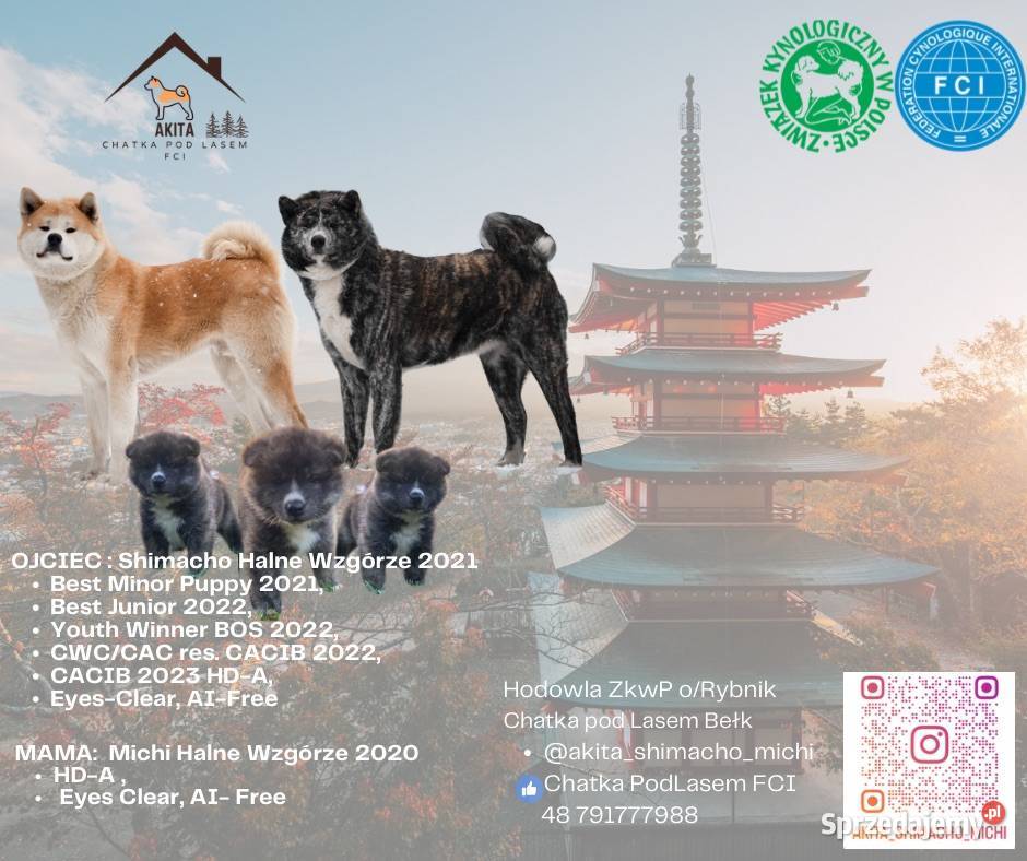 AKITA INU JAPOŃSKA ZKwPFCI szczeniak suczka Bełk