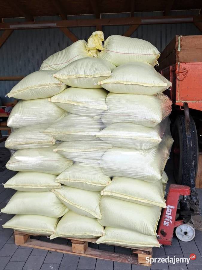 Łubin wąskolistny niebieski Mielec