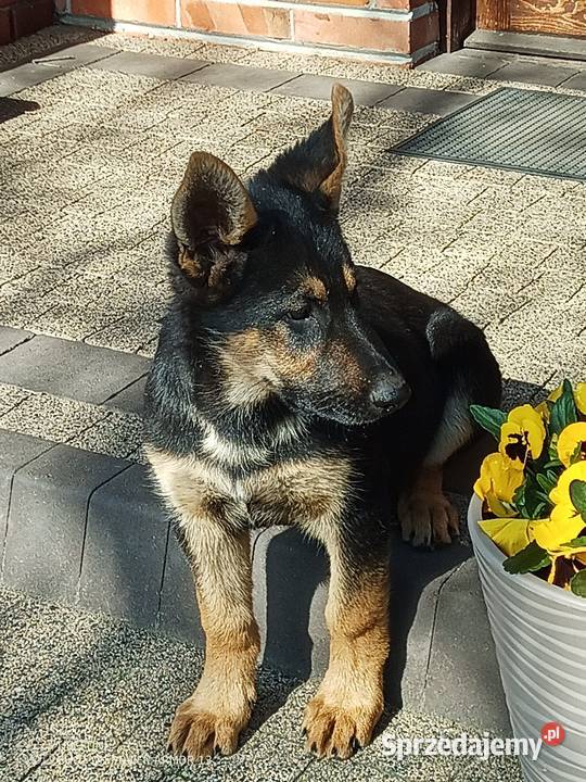 Owczarek niemiecki uzytkowy Zwierzęta łódzkie Brąszewice sprzedam