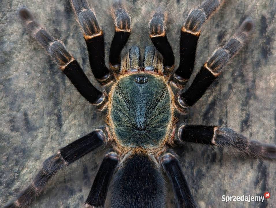 Rzadkie ptaszniki Kraków sprzedam