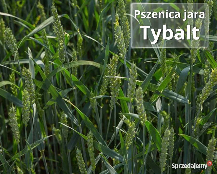 Pszenica jara kwalifikowana C1 Tybalt przewódka Mieleszyn