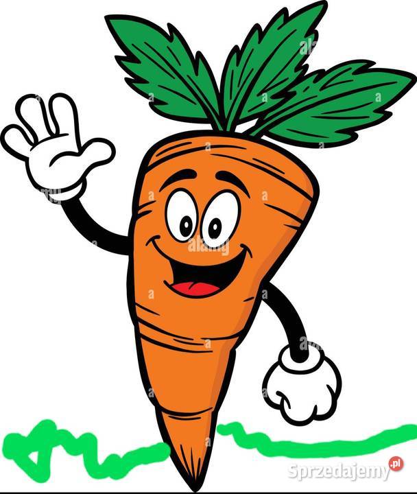 Marchewka niesortowana Rośliny okopowe Wojcieszyce