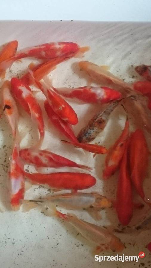 Karaś kolorowyRybki do oczka wodnego Ryby