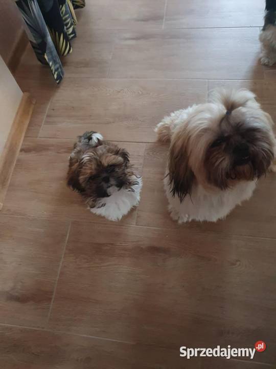 Piekny pies shihtzu Mszana Dolna