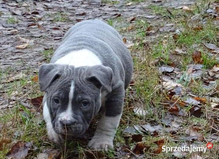 American Bully Pocet suczki