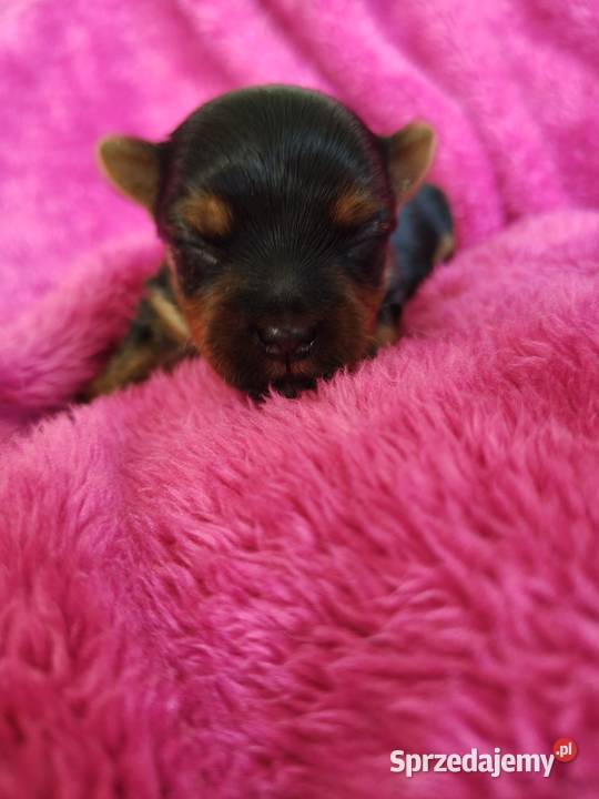 Piesek yorkshire terrier do rezerwacji Łążynek