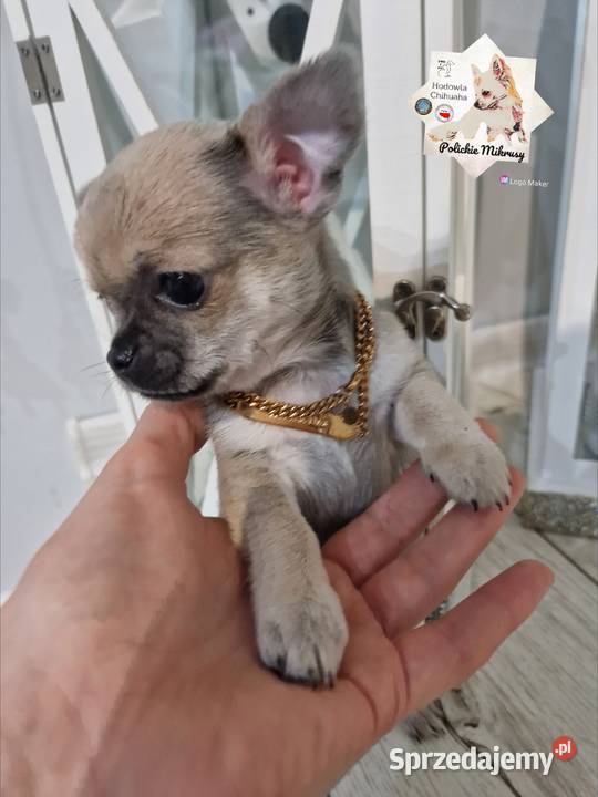 Maleńka suczka krótkowłosa chihuaha Szczecin sprzedam