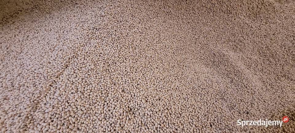 Soja magnolia Pozostałe Przybysławice