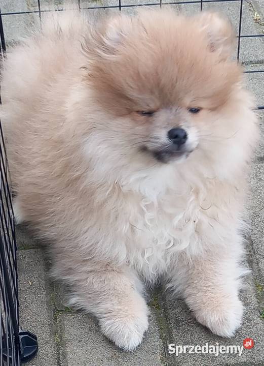 Szpic miniaturowy pomeranian Szpic miniaturowy Radomsko sprzedam