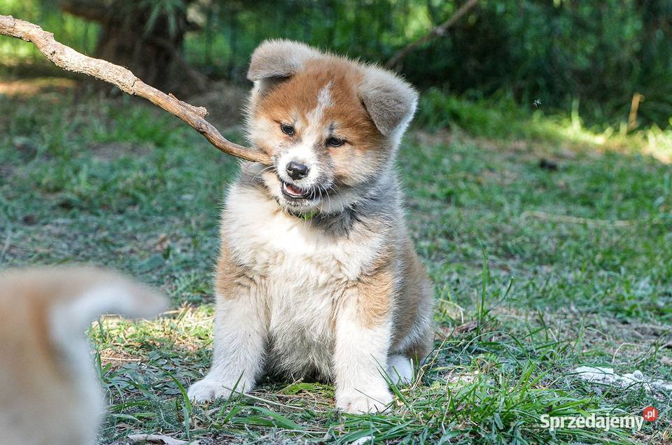 Akita inuaqkita japońska czerwone szczenięta Wołów