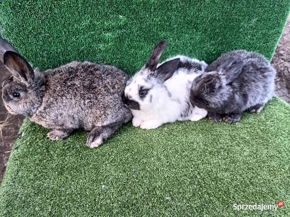 Króliki mieszańce Kijowskie Nowiny