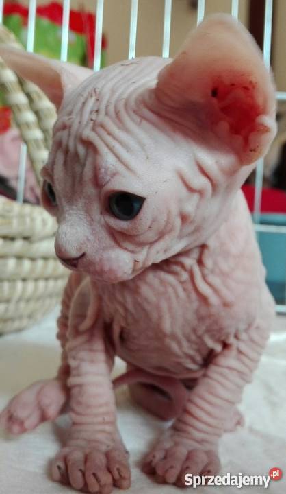 Niebieskookie Sfinksy Zwierzęta Kościan