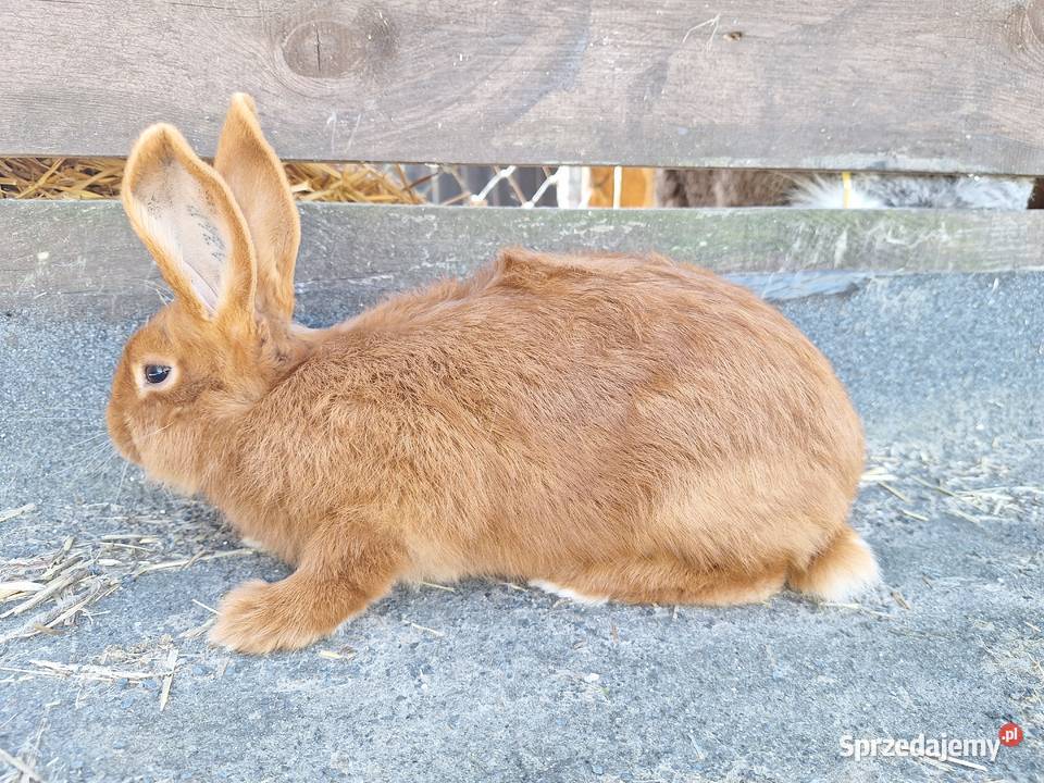 Króliki nowozelandzkie czerwone Jeżewo