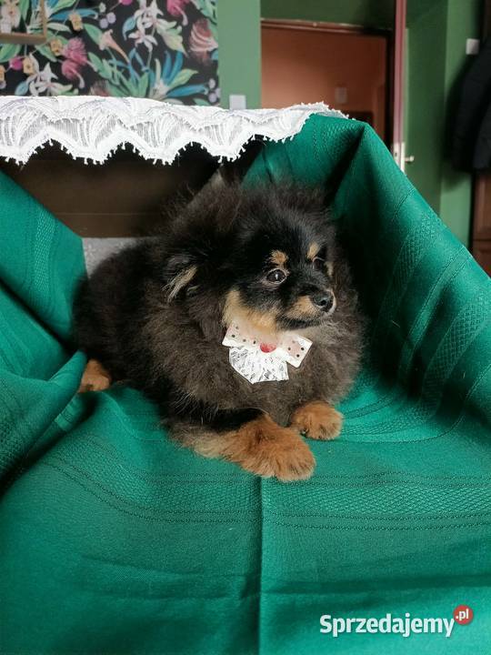 Mały Szpic Niemiecki piękne umaszczenie black sprzedam