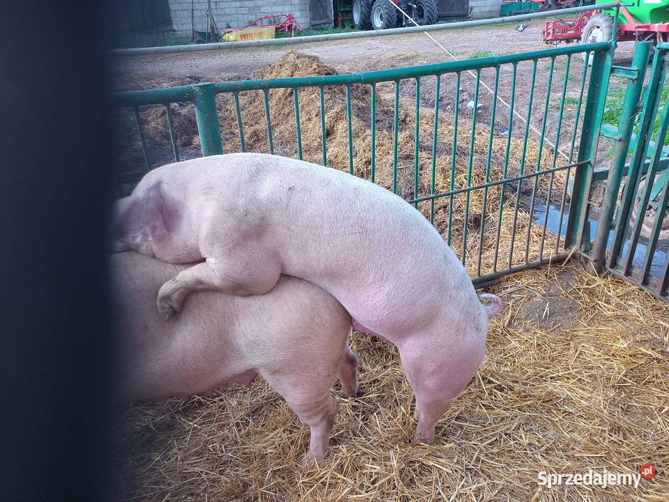 Knurki knury młode knurki Strzałkowo