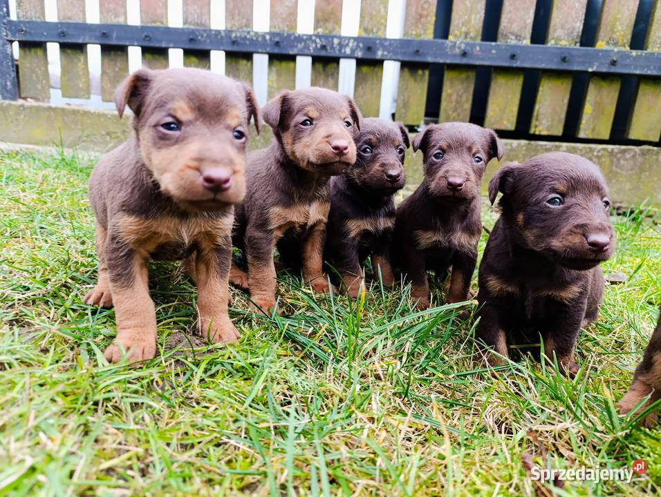 Terrier niemiecki czekoladowy szczenięta Sokołów Podlaski