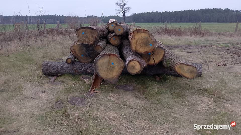 Dąb kloda tartaczna Broniec
