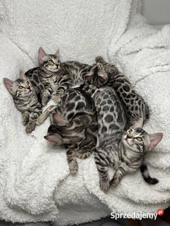 Srebrne kocięta bengalskie Lubliniec