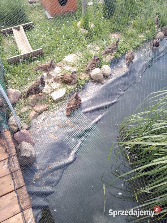 Kaczki mandarynki standard zeszłoroczne kujawsko-pomorskie Inowrocław