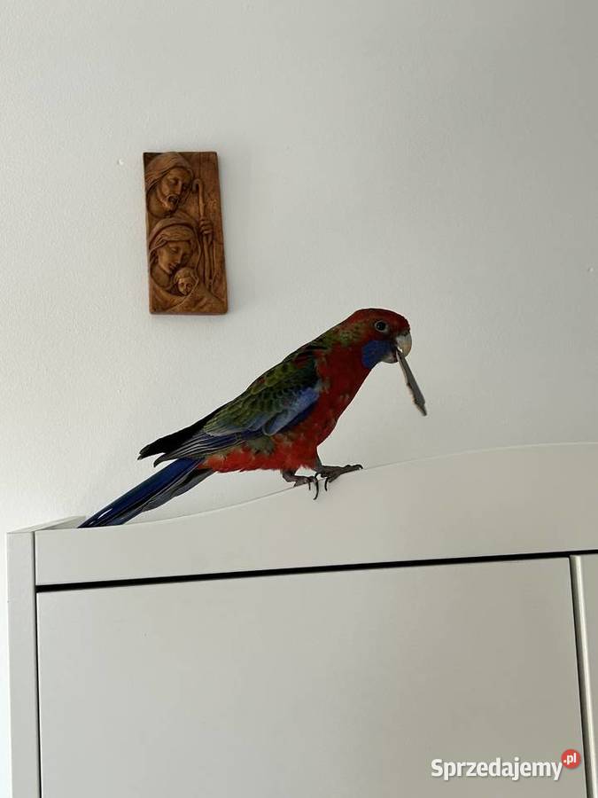 Rozella krolewska łódzkie Polesie sprzedam